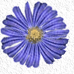 A Purple Aster, the OSIA flower
